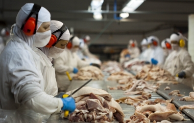 SC tem potencial para liderar suinocultura sustentável no mundo