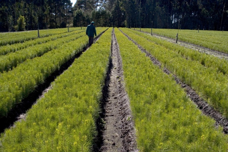 Senado retira silvicultura da lista de atividades potencialmente poluidoras