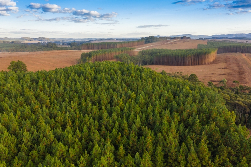 Setor madeireiro deve aprofundar debates sobre seus desafios, afirma Seleme
