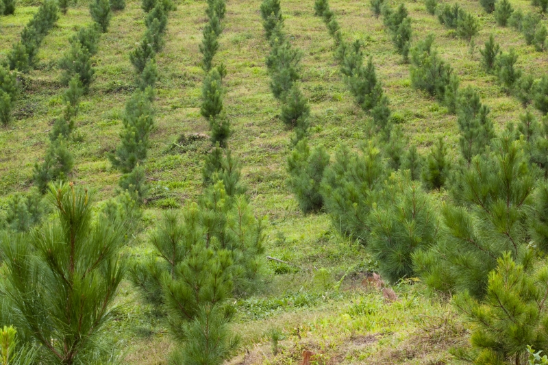 Prorrogação de decreto do governo sobre inscrição estadual individual é medida acertada, avalia FIESC