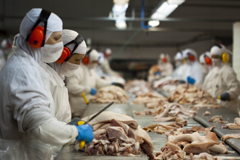 SC responde por 8% das exportações globais de carne suína. (Foto: Plinio Bordin)