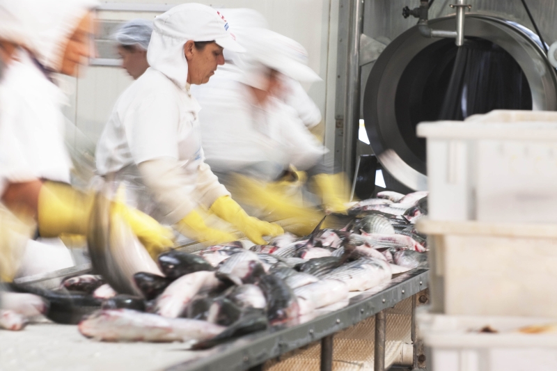 Santa Catarina é o maior fornecedor de pescados do País (foto: Markito)